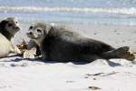 Seehunde auf der Dhne von Helgoland; 06.06.2015