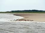 Seehundbank auf Langeoog (15.