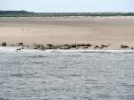 Seehundbank auf Langeoog (15.