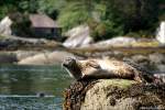 Robbe - Seal - Fotografiert in der Bantry Bay bei Glengarriff, Irland