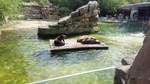 Seehunde sonnen sich auf einer Plattform im Welllenbad im Berliner Zoo.