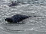 Ein Sehund im Atlantic Sea Park von lesund (Norwegen)  am 19.