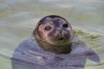 Ostatlantischer Seehund (Phoca vitulina vitulina) bei enem Blick aus dem Wasser.