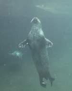 Ein Ostatlantischer Seehund (Phoca vitulina vitulina) schwebt durch das Wasser.
