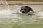 Seehund im Zoo Berlin