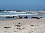 Kegelrobben am Strand von Helgoland; 06.06.2015