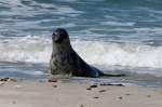 Eine Kegelrobbe am Strand von Helgoland; 06.06.2015