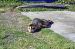 Kegelrobbe (Halichoerus grypus) an der Jugendherberge Hsey, Island., Bild vom Dia.