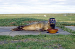 Kegelrobbe (Halichoerus grypus) an der Jugendherberge in Hsey, Island.