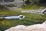 Kegelrobbe (Halichoerus grypus) im Bohuslner Schrenhof in Schweden.