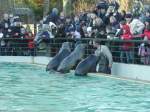 Drei Seerobben bei der Ftterung in Heidelberger Zoo am 22.01.11