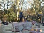 Eine 500 kg Robbe in Heidelberger Zoo am 22.01.11