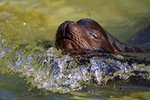 Kalifornischer Seelwe - 12.09.2016 Zoo Berlin