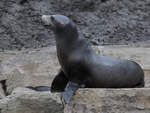 Ein Seelwe im Zoo Duisburg.