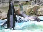 Seelwen im Zoo Duisburg.