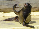 Ein Seelwe Mitte Dezember 2010 im Zoo Madrid.