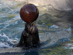Ein geschickter Seelwe beim Wasserball spielen.