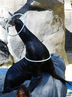Ein talentierter Seelöwe Mitte Dezember 2010 im Zoo Madrid.