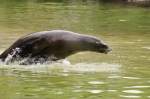 Kalifornischer Seelwe im Zoo Berlin