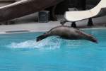 Kalifornischer Seelwe (Zalophus californianus) bei einer Show im Marineland in Niagara Falls,ON.