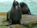 Seebren im Zoo Dortmund.