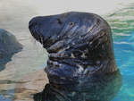 Ein Seebr im Zoo Madrid.