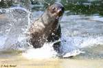 Der Südafrikanische Seebär gehört zur Familie der Ohrenrobben.