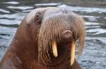 Walross   Tierpark Hagenbeck Hamburg  03.05.2014