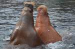 Walrsser   Tierpark Hagenbeck Hamburg  03.05.2014