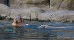 Zwei schwimmende Walrösser am 14.09.2021 im Tierpark Hagenbeck in Hamburg.