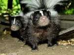 Streifenskunk (Mephitis mephitis).