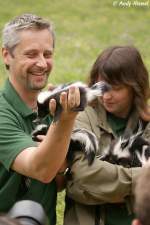 Stinktiere sind entfernt mit unserem einheimischen Steinmarder oder Dachs verwandt.