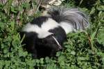 Sich sonnender Streifenskunk (Mephitis mephitis) am 13.9.2010 im Zoo Toronto.