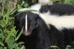 Streifenskunk (Mephitis mephitis) beim Sonnen.