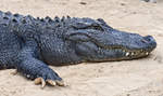 Mississippi-Alligator (Alligator mississippiensis), auch Hechtalligator genannt.