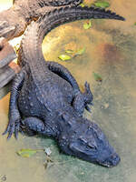 Ein Mississippi-Alligator im Aquazoo Dsseldorf.