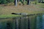 Im April 1984 liegt dieser Alligator trge am Rand des Wassers in einer ffentlichen, fr jedermann zugnglichen, Anlage in Savannah / Georgia