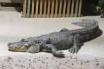 Mississippi-Alligator (Alligator mississippiensis) am 23.4.2010 im Meeresaquarium Zella-Mehlis.