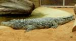 Dieses Krokodil im Klner Zoo lie sich durch die Besucher nicht stren.