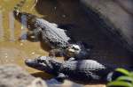 Sumpfkrokodille (Crocodylus palustris) in Los Palmitos, Gran Canria, Spanien.