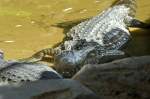 Sumpfkrokodille (Crocodylus palustris) in Los Palmitos, Gran Canria, Spanien.