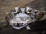 Ein Rautenkrokodil, fotografiert im Zoo Barcelona (Dezember 2011)