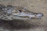 Ein Rautenkrokodil, fotografiert im Zoo Barcelona.