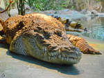 Ein Nilkrokodil war Anfang Mai 2012 im Terrazoo Rheinberg zu sehen.