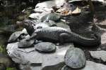 Ein Brauen-Glattstirnkaiman (Paleosuchus palpebrosus) ruht sich auf ein paar Terekay-Schienenschildkrten (Podocnemis unifilis) aus.