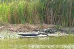 Stumpfkrokodile ( Osteolaemus tetraspis ) in einem See hinter dem Strand von Bakau in Gambia.