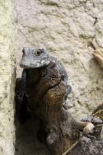 Stumpfkrokodil (Osteolaemus tetraspis) im Tierpark Berlin.