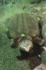 Geierschildkrte (Macrochelys temminckii) am 13.9.2010 im Toronto Zoo.