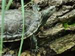 Kaspische Bachschildkrte (Mauremys caspica) im Zoo Hluboka / Tschechien.