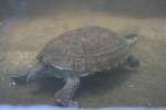 Chinesische Streifenschildkrte (Ocadia Sinensis) am 7.12.2009 im Zoo Dresden.